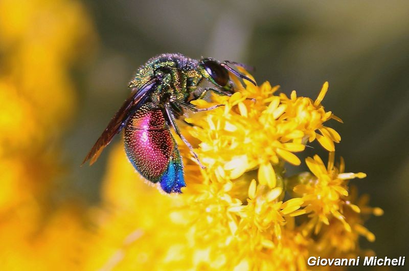 Hymenoptera del Parco del Ticino